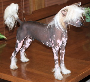 Chinese Crested Male Lonzo