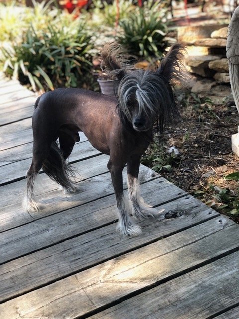 Butler's Sirius Sterling Starbust